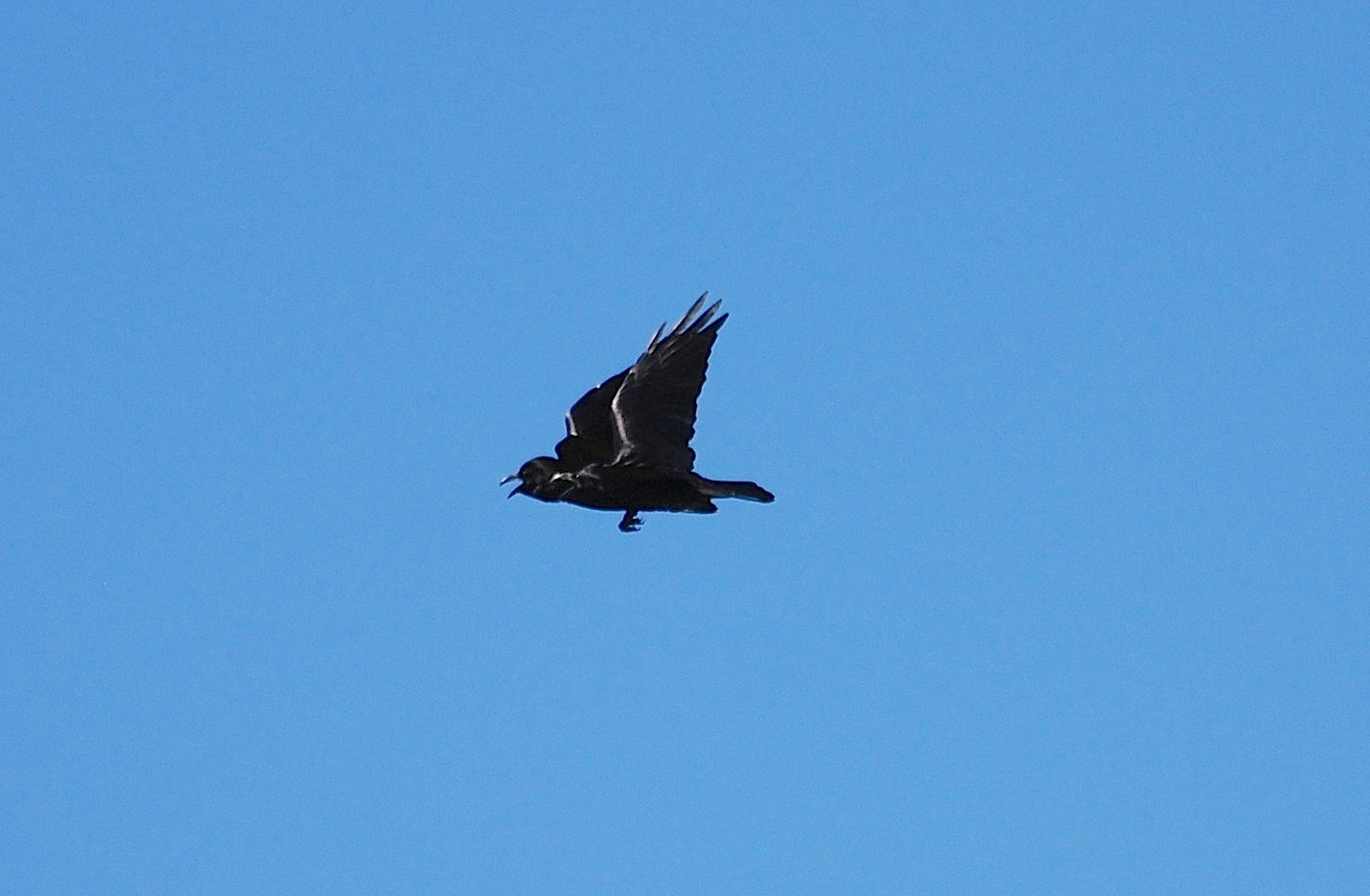 Corvus corax [gara di acrobazia (amorosa?)]